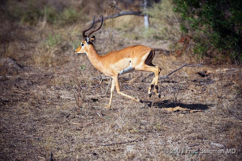 20090615_094104 D3 (1) X1.jpg - Springbok (Gazelle)